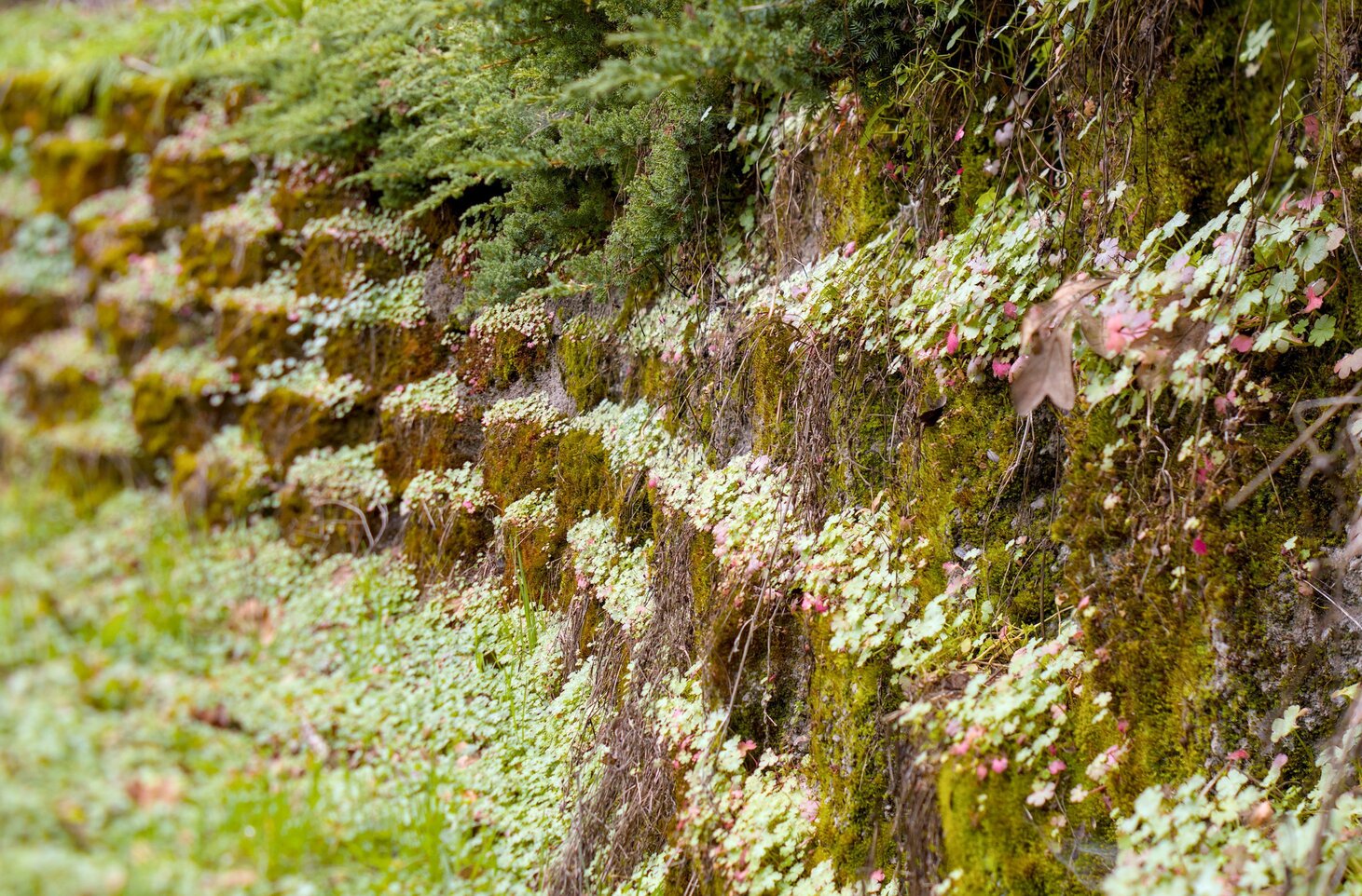 Garden Wall