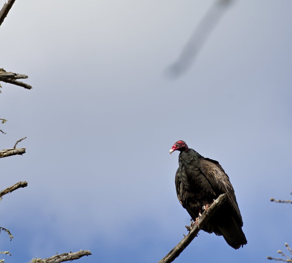 Turkey Vulture