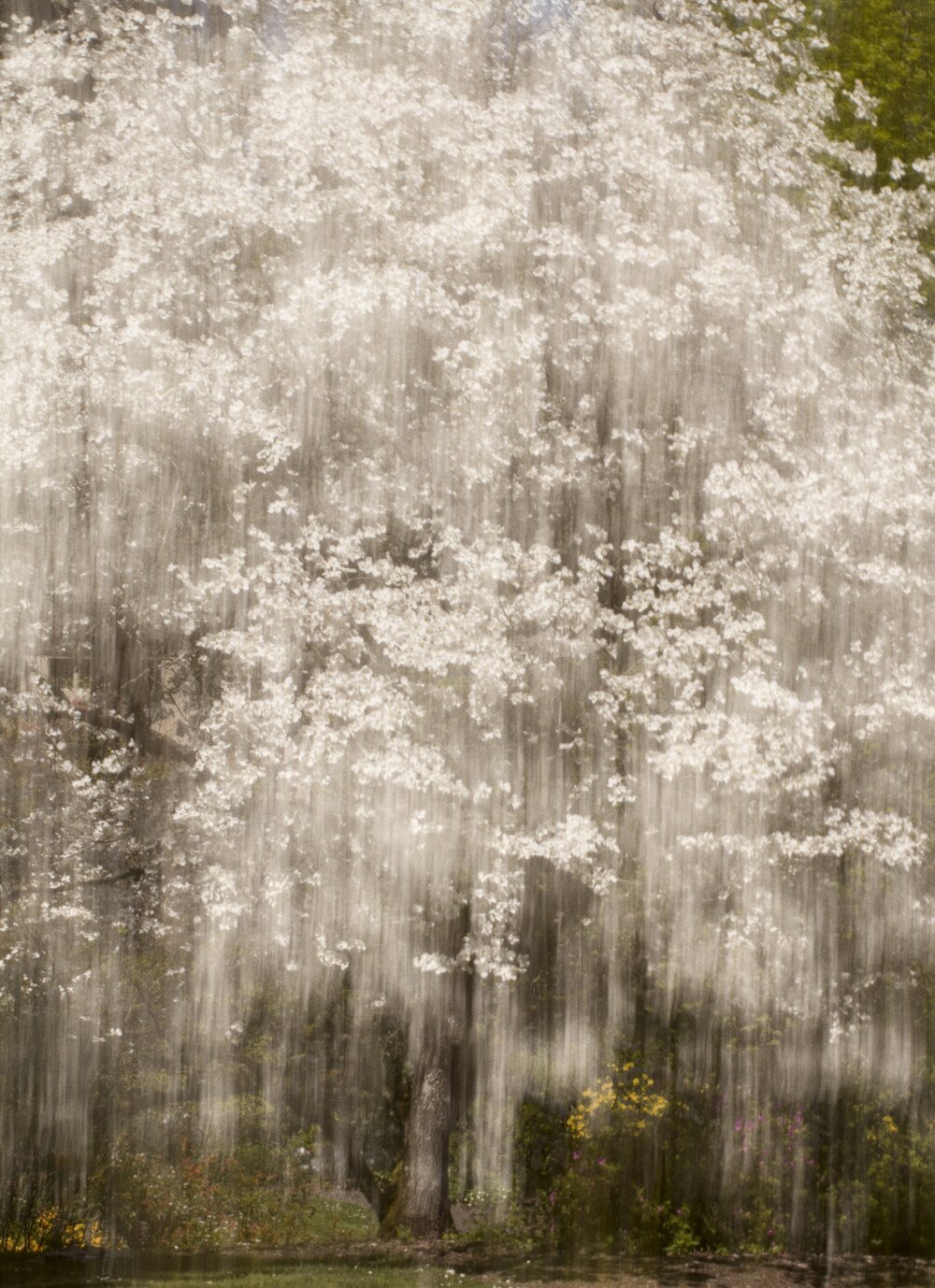 White Tree