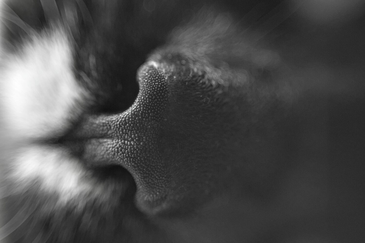Cat Nose